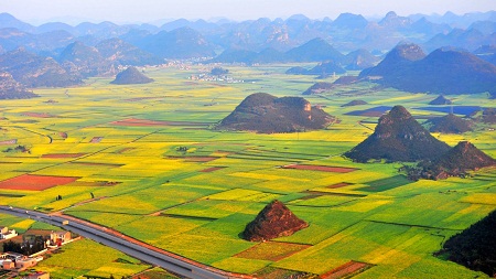 羅平油菜花